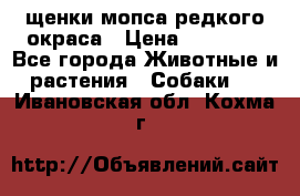 щенки мопса редкого окраса › Цена ­ 20 000 - Все города Животные и растения » Собаки   . Ивановская обл.,Кохма г.